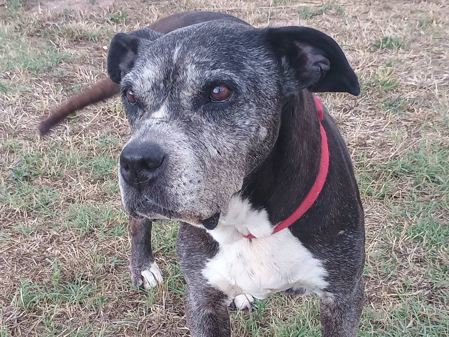 Vuoi adottare un cane a Ragusa?