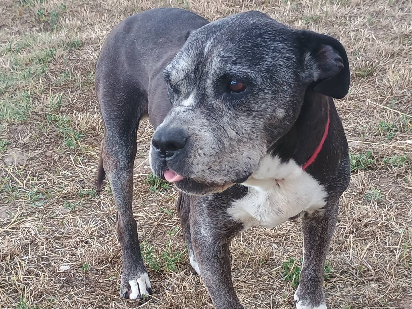 Adotta il cane Peppa Pit a Ragusa