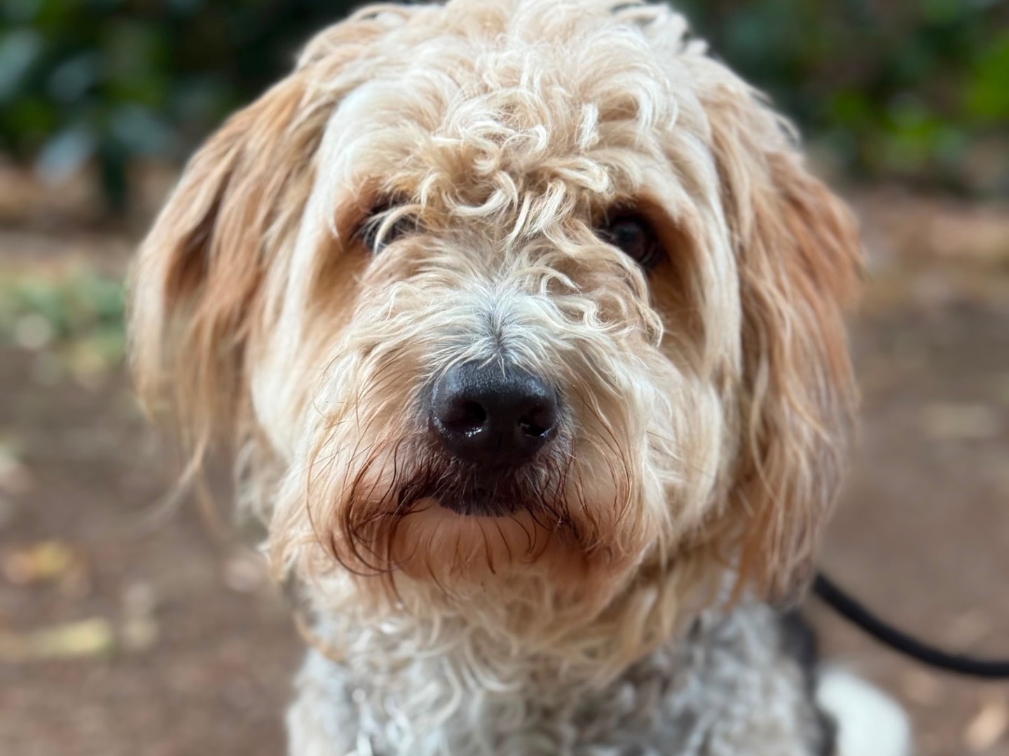 Adotta un cane, maschio, 6 anni e 1 mese, Milano