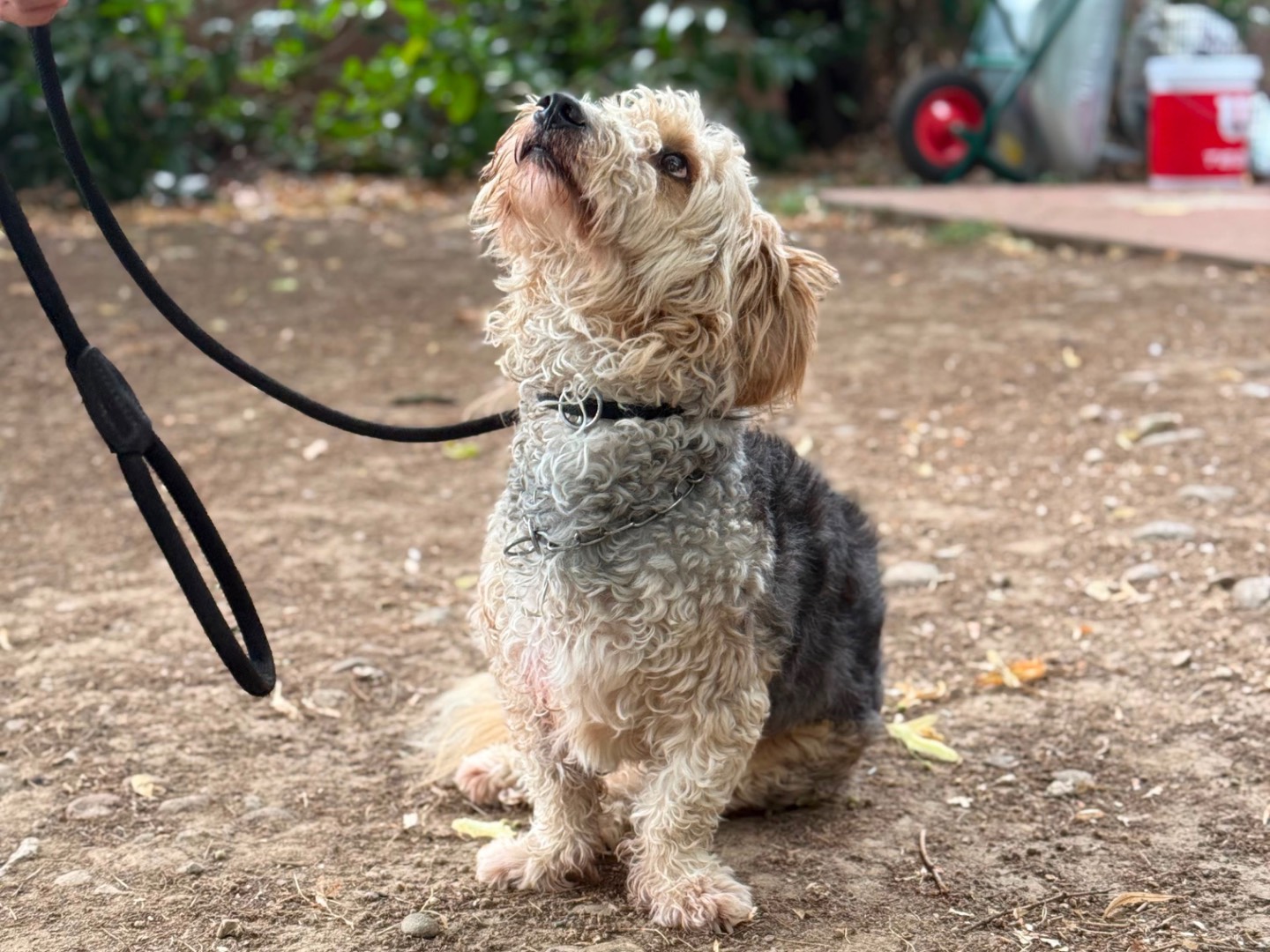 Adotta un cane, taglia media contenuta, maschio, Milano