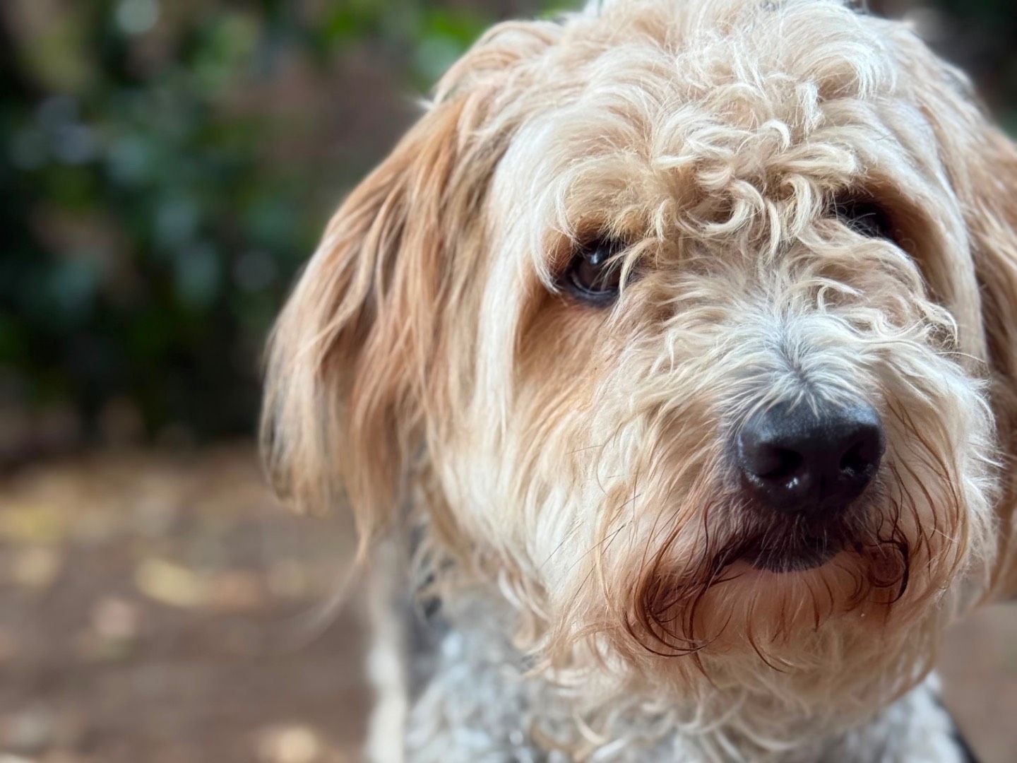 Vuoi adottare un cane a Milano?