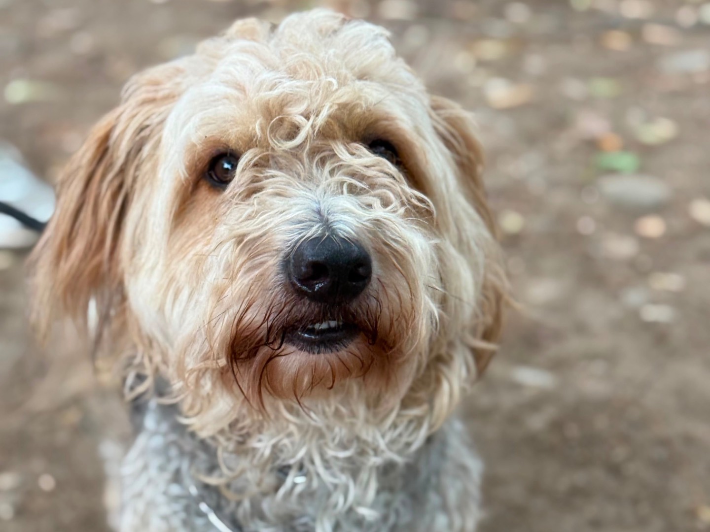 Adotta il cane Snoopy a Milano