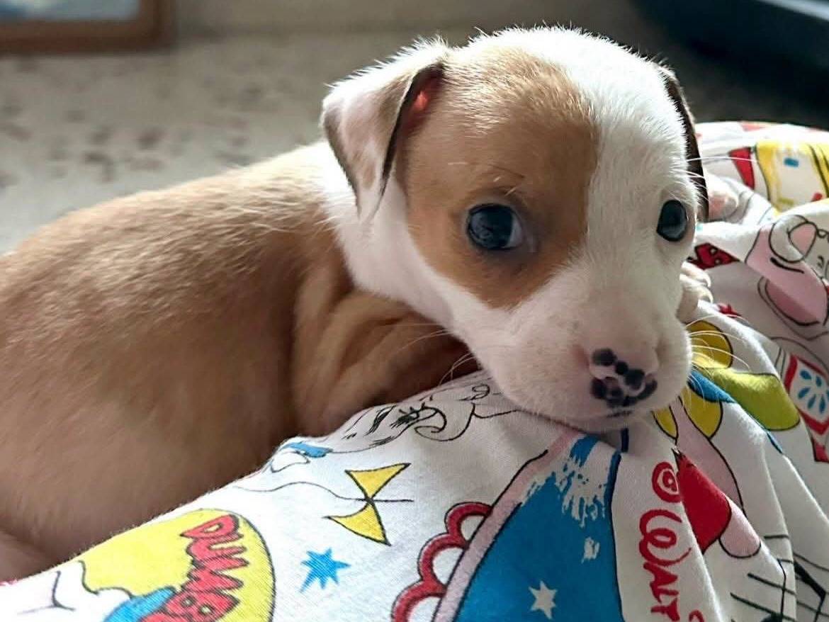 Adozione cane, femmina, Razza sconosciuta Razza sconosciuta, 2 mesi, taglia media contenuta, Trapani