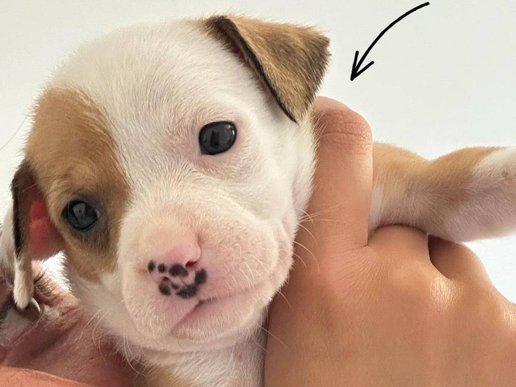 Adotta un cane, femmina, 2 mesi, Trapani