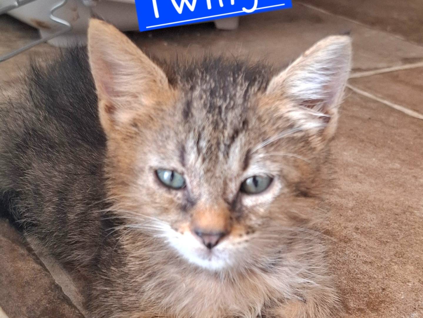 Adozione gatto, maschio, Razza sconosciuta Razza sconosciuta, 1 mese, taglia non valida, Roma