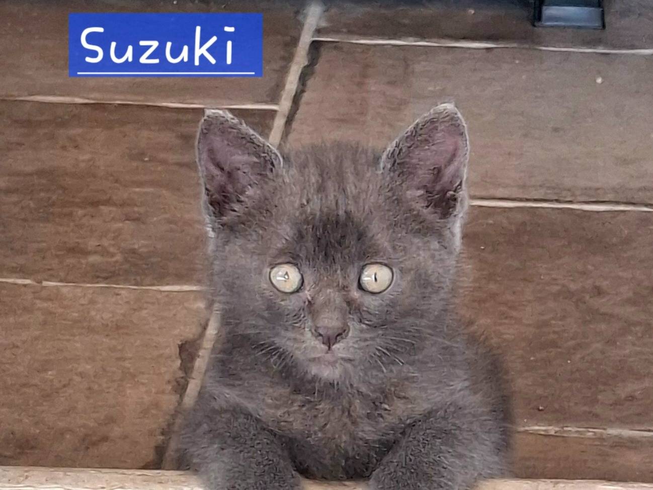 Adotta un gatto, taglia non valida, maschio, Roma