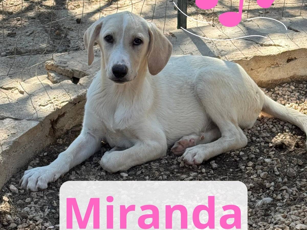 Adozione cane, femmina, Razza sconosciuta Razza sconosciuta, 1 mese, taglia media contenuta, Barletta