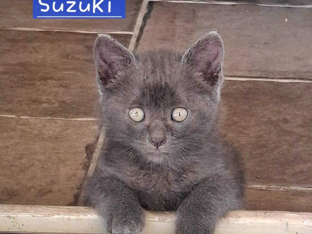 Adozione gatto, maschio, Razza sconosciuta Razza sconosciuta, 2 mesi, taglia non valida, Roma
