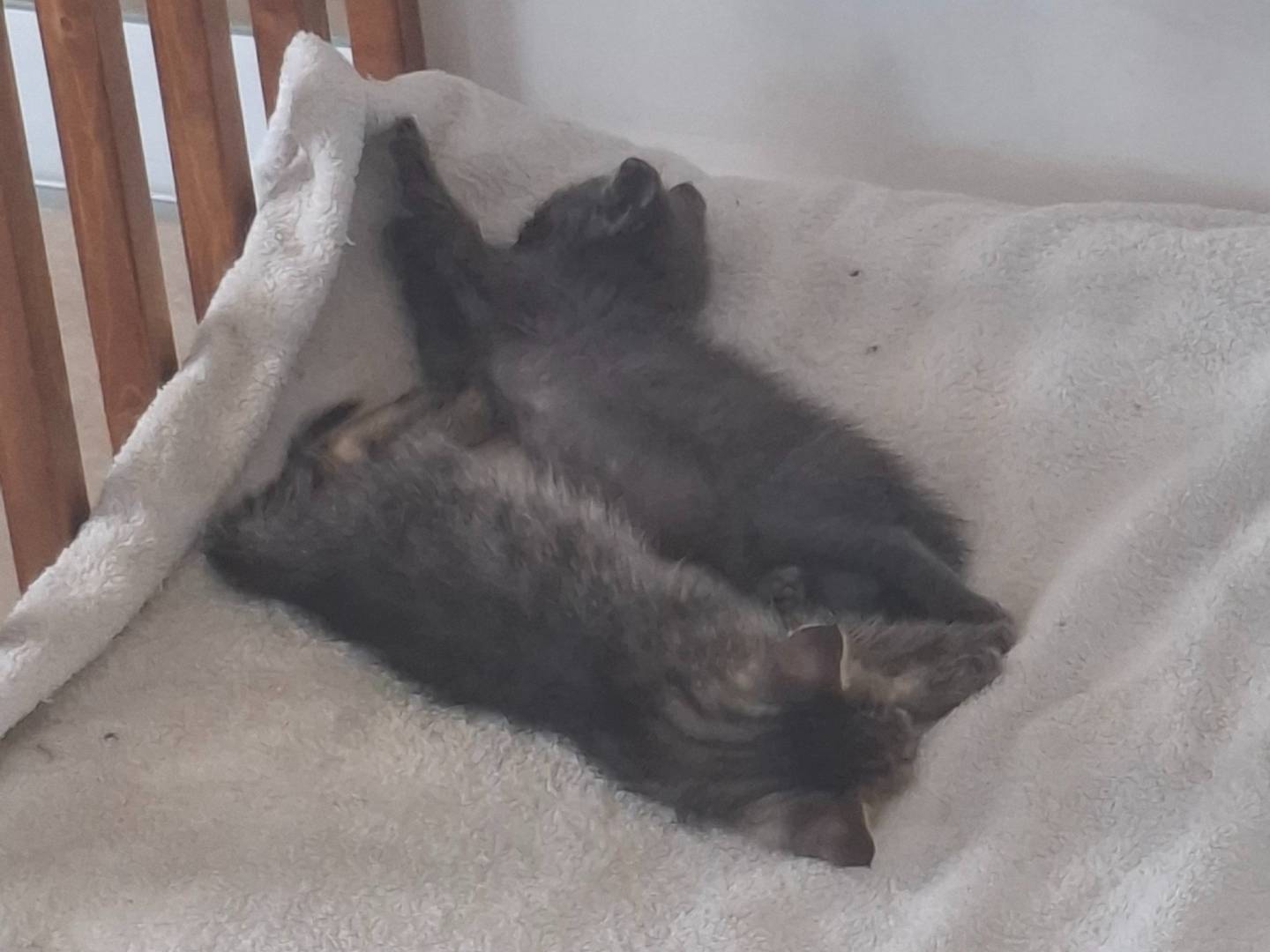 Adotta un gatto, maschio, 2 mesi, Roma