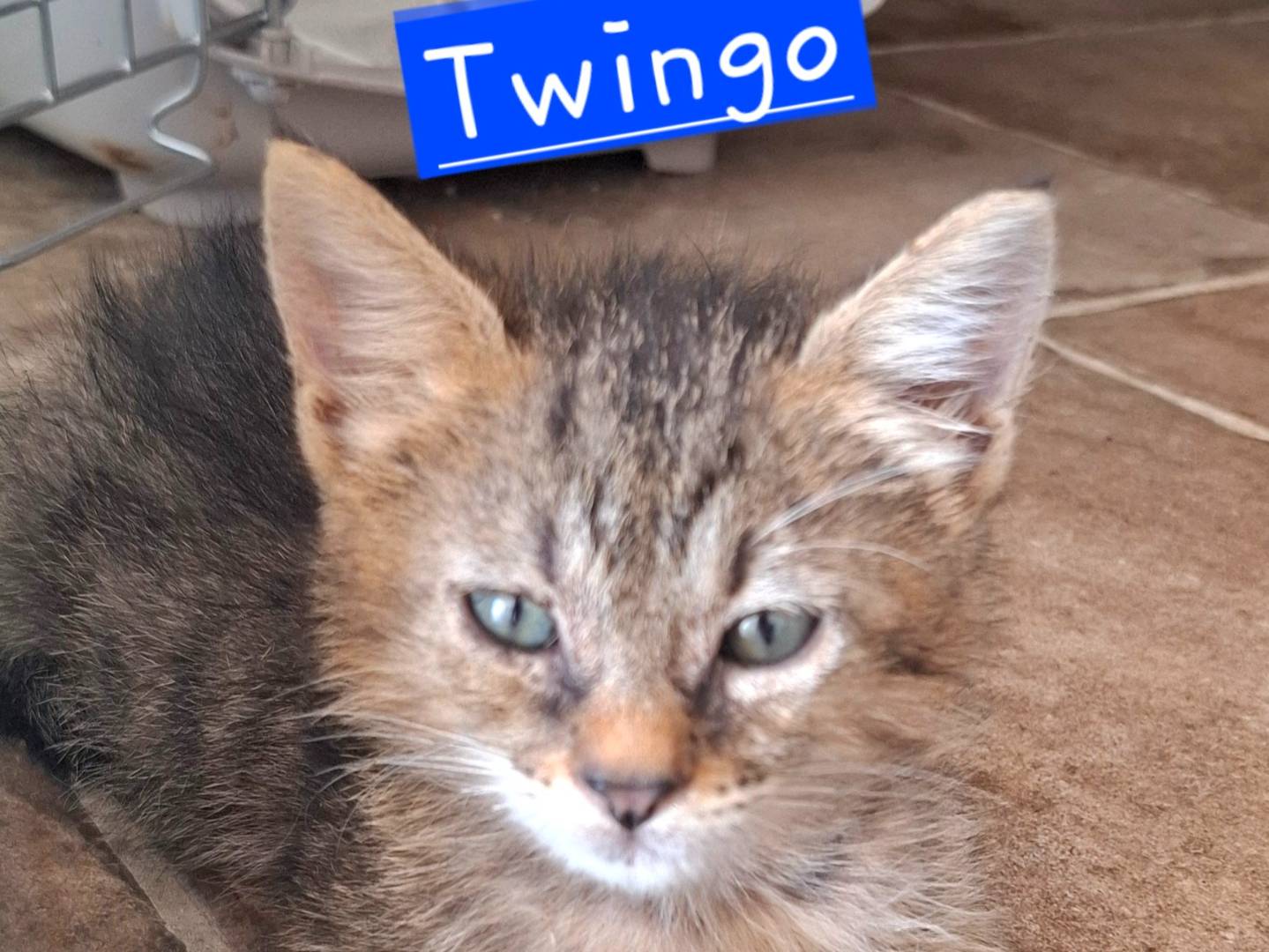 Adotta un gatto, taglia non valida, maschio, Roma