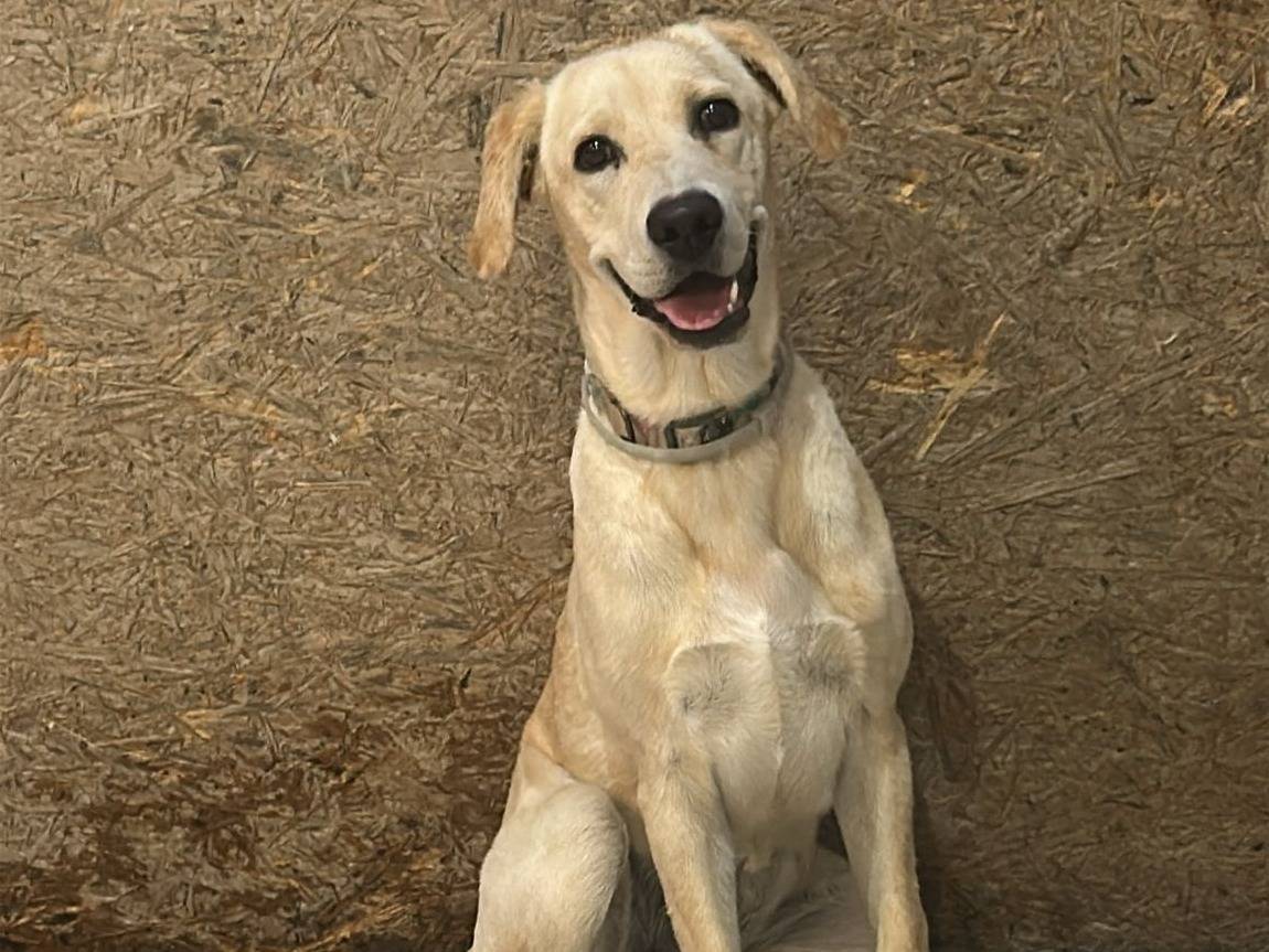 Vuoi adottare un cane a Napoli?
