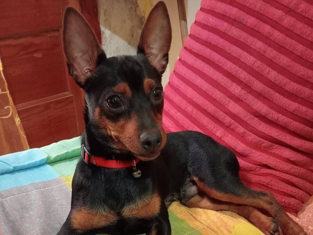 Adozione cane, maschio, Pinscher Razza sconosciuta, 8 mesi, taglia piccola, Trapani