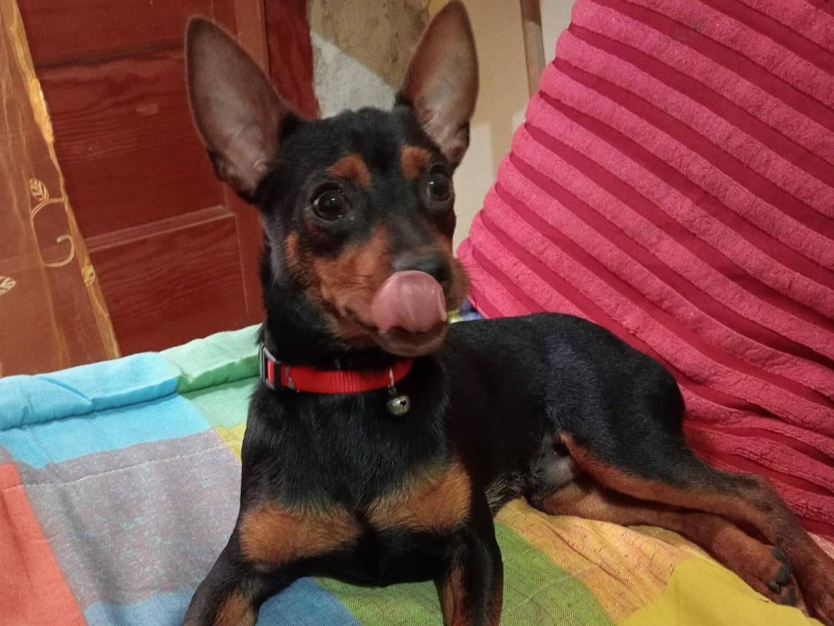 Adotta un cane, maschio, 8 mesi, Trapani