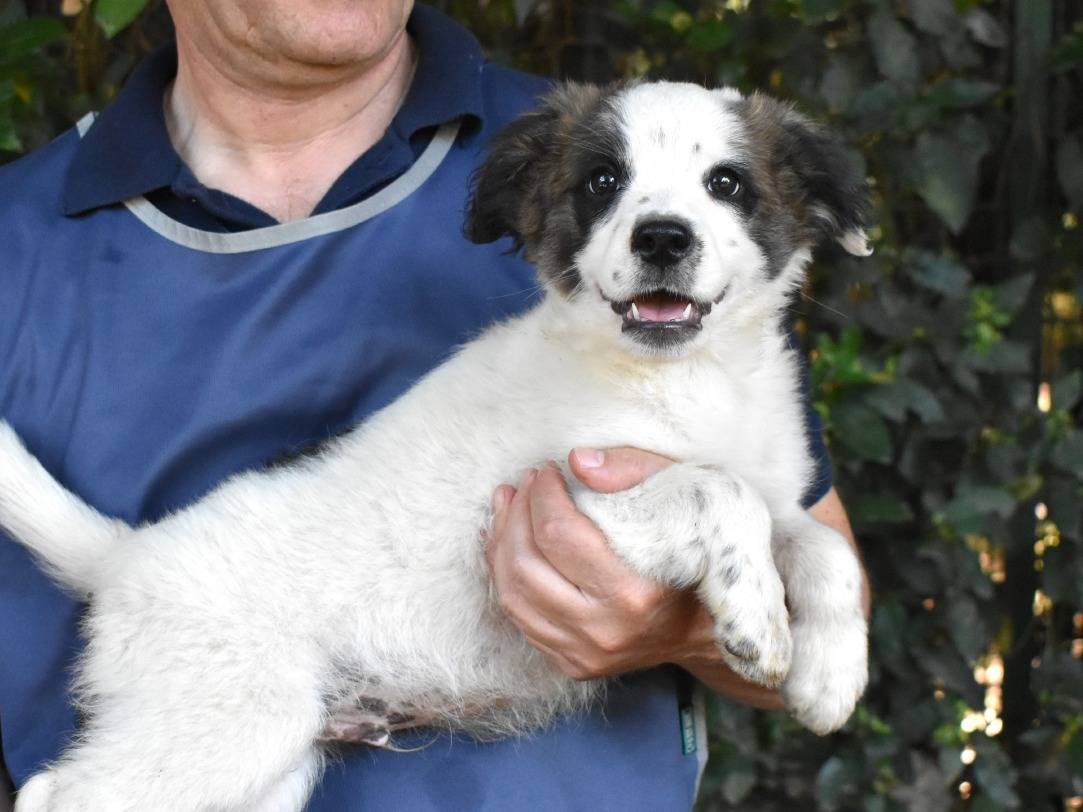 Vuoi adottare un cane a Roma?