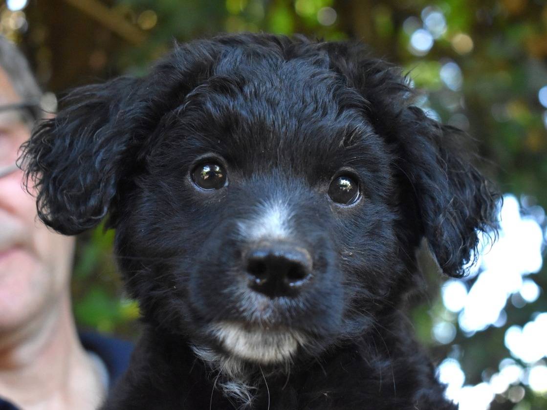 Adozione cane, maschio, Razza sconosciuta Razza sconosciuta, 4 mesi, taglia media contenuta, Roma