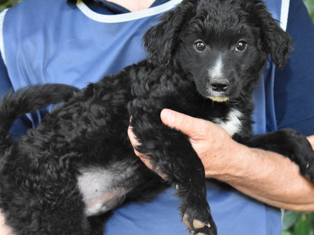 Adotta un cane, maschio, 4 mesi, Roma