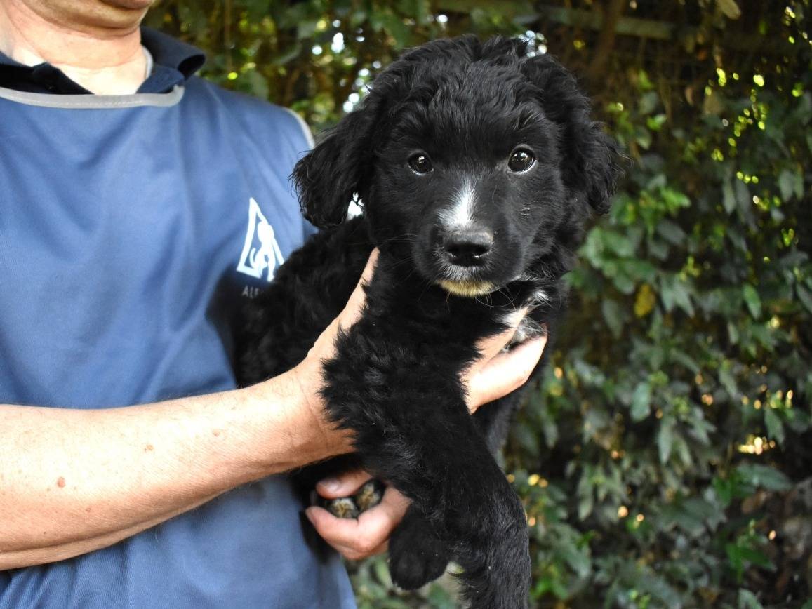 Adotta un cane, taglia media contenuta, maschio, Roma