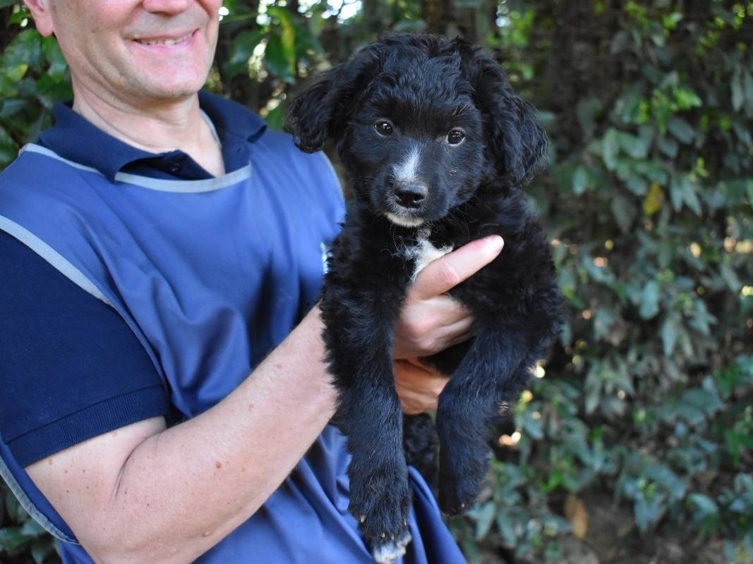 Adotta il cane Bacchino a Roma