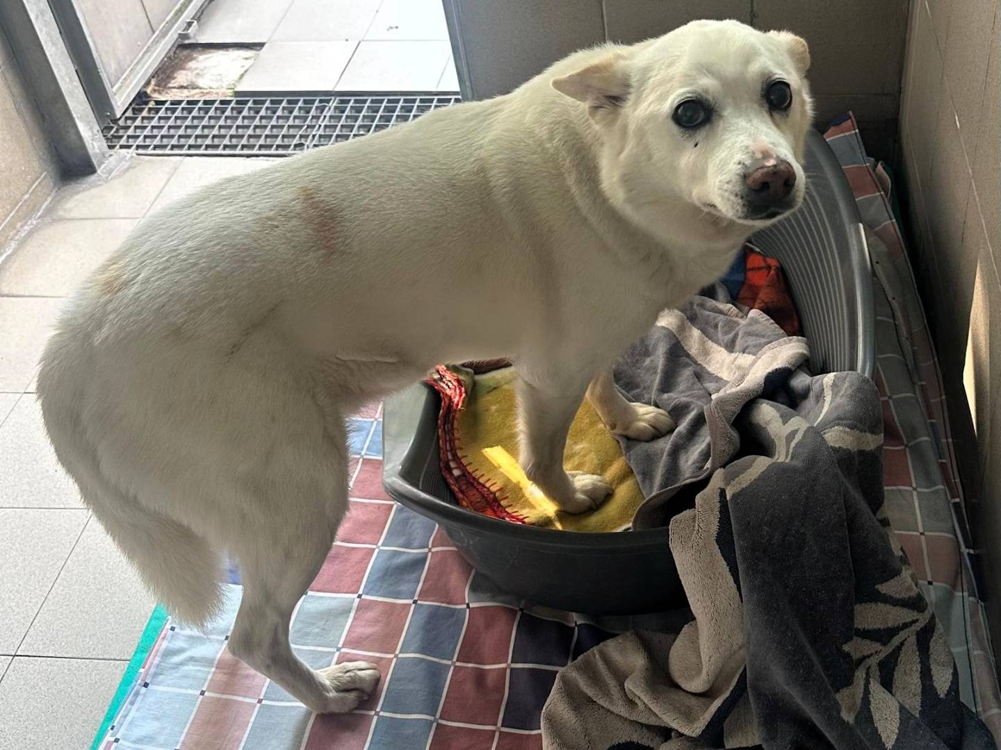 Adotta un cane, maschio, 13 anni e 3 mesi, Milano