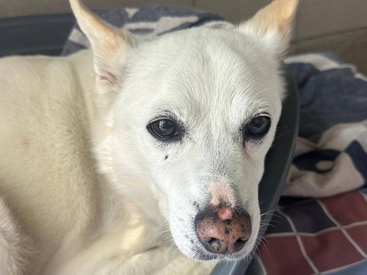 Adotta un cane, taglia media, maschio, Milano