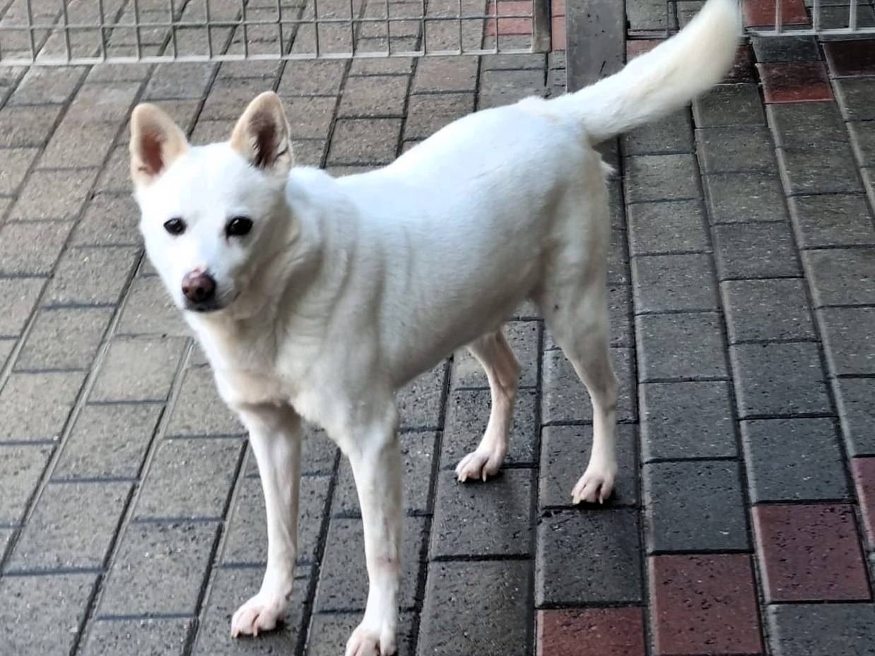 Vuoi adottare un cane a Milano?