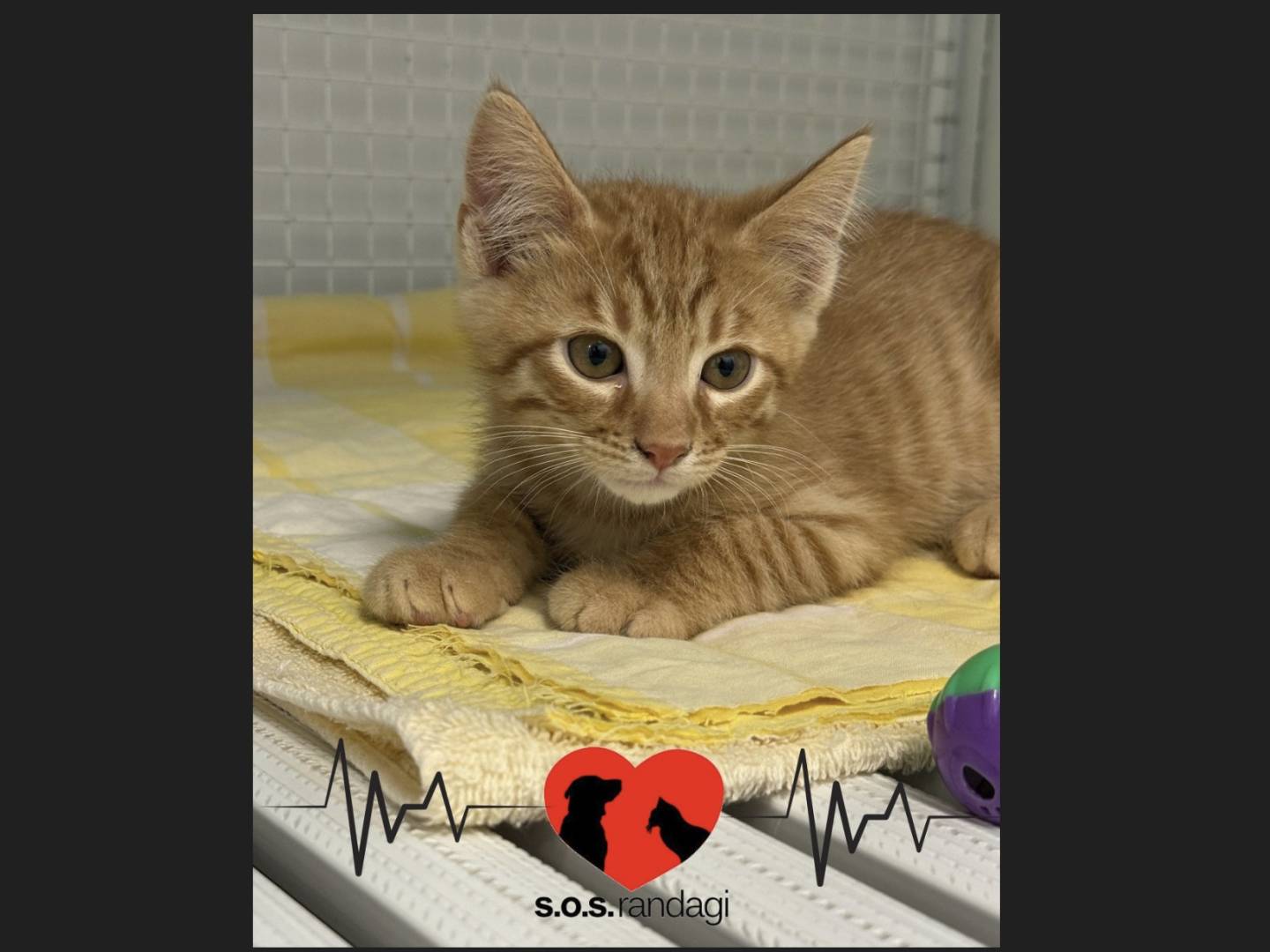 Adozione gatto, maschio, Razza sconosciuta Razza sconosciuta, 4 mesi, taglia non valida, Milano