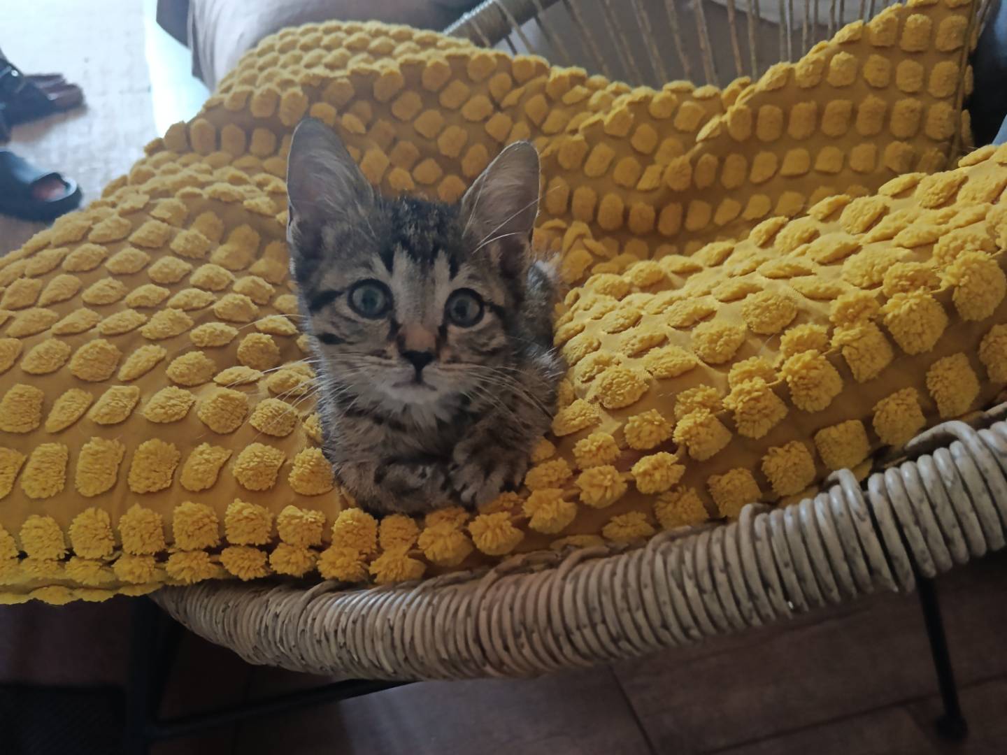 Adozione gatto, maschio, Razza sconosciuta Razza sconosciuta, 2 mesi, taglia non valida, Pavia