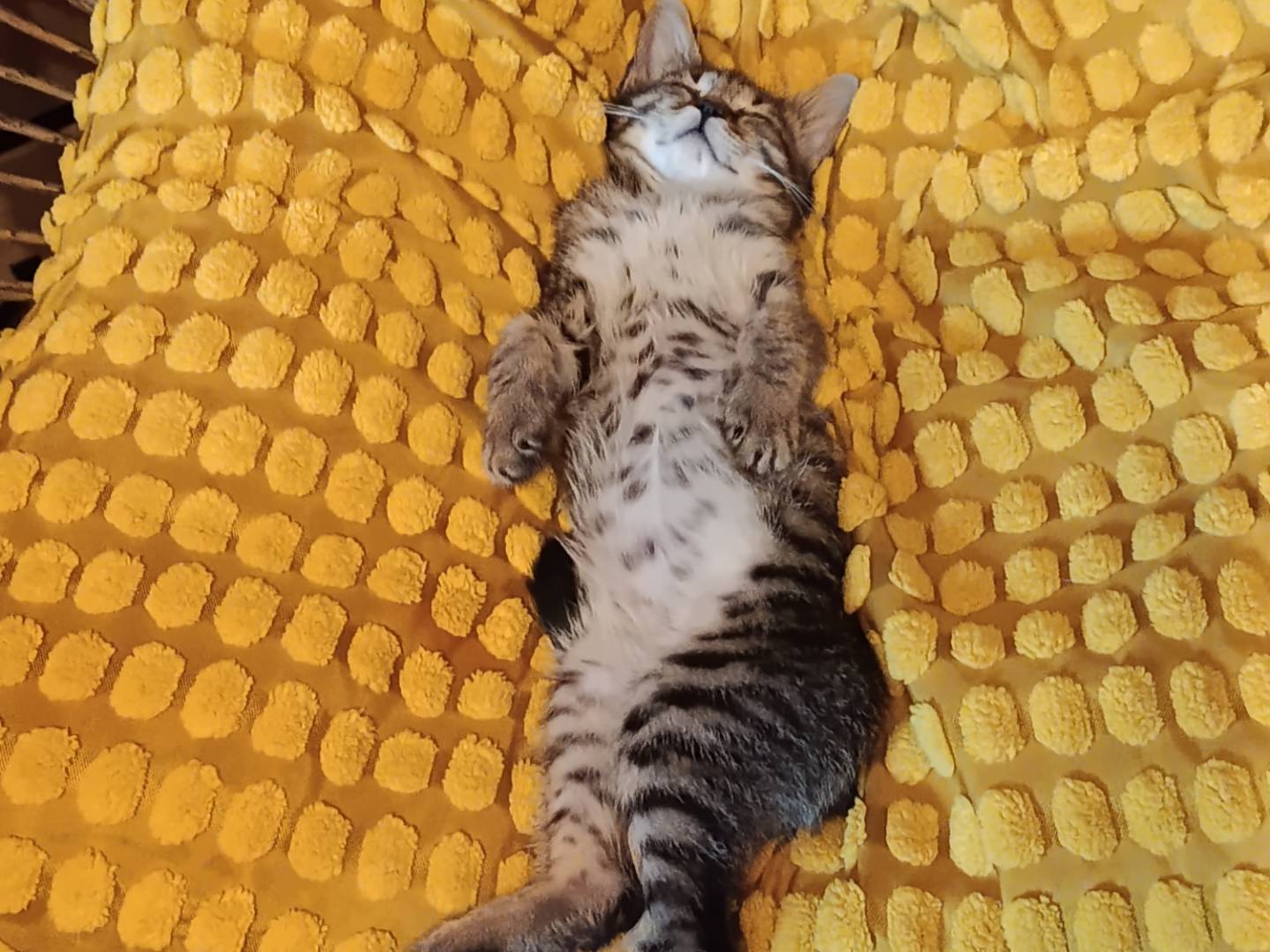 Adotta un gatto, maschio, 2 mesi, Pavia