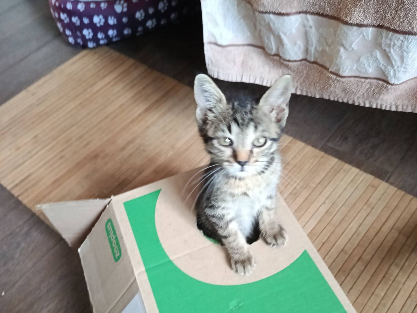 Adotta un gatto, taglia non valida, maschio, Pavia