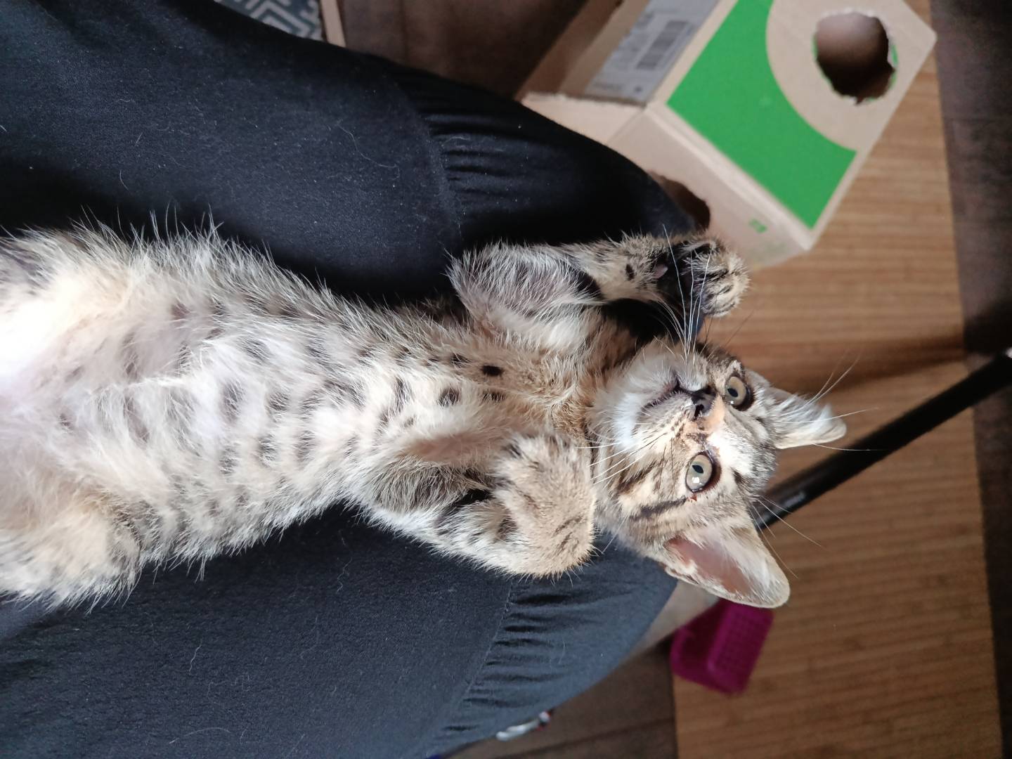 Vuoi adottare un gatto a Pavia?