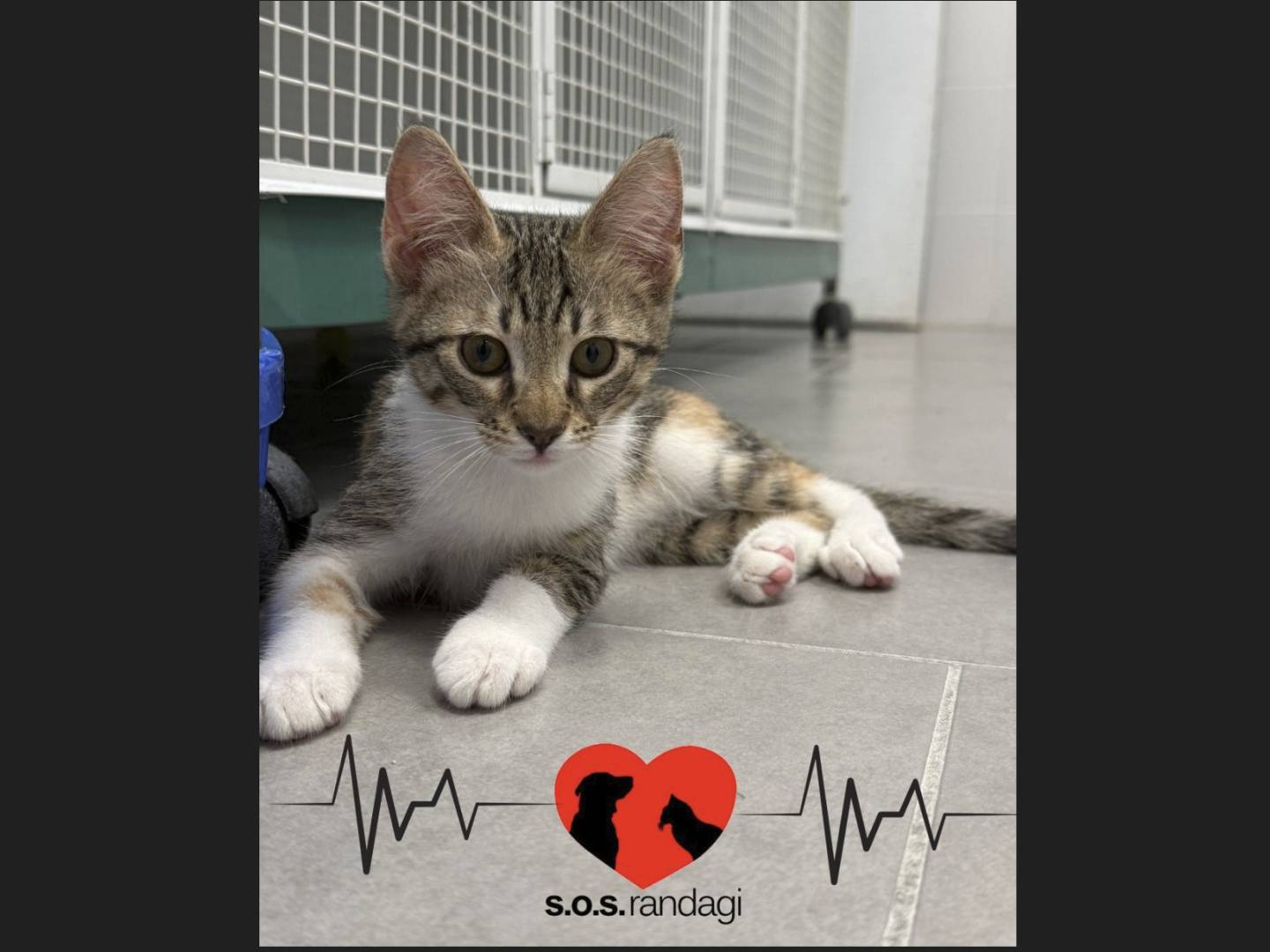 Adozione gatto, femmina, Razza sconosciuta Razza sconosciuta, 4 mesi, taglia non valida, Milano