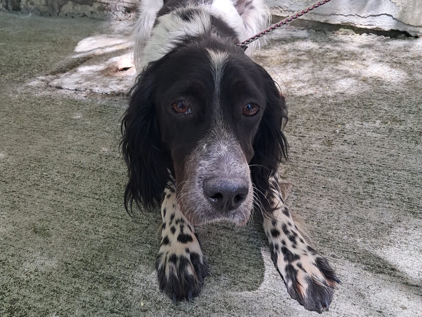 Adozione cane, femmina, Setter Inglese Razza sconosciuta, 2 anni e 6 mesi, taglia media, Latina