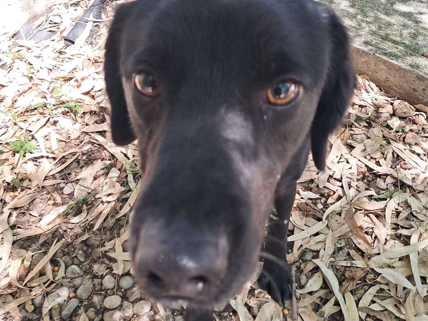 Adozione cane, maschio, Razza sconosciuta Razza sconosciuta, 2 anni e 5 mesi, taglia media, Latina