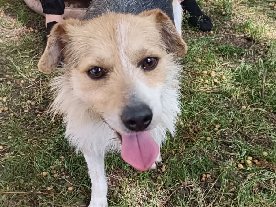 Adozione cane, maschio, Razza sconosciuta Razza sconosciuta, 2 anni e 2 mesi, taglia media contenuta, Latina