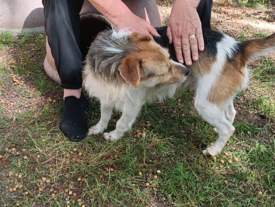 Adotta un cane, maschio, 2 anni e 2 mesi, Latina