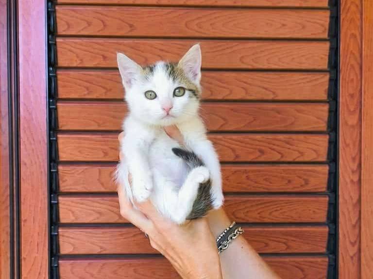 Adozione gatto, maschio, Razza sconosciuta Razza sconosciuta, 2 mesi, taglia non valida, Avellino