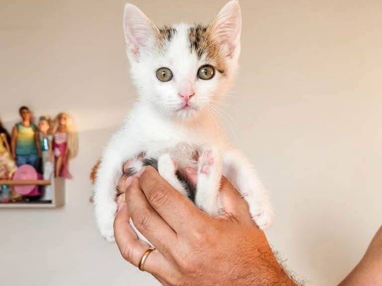 Adotta un gatto, maschio, 2 mesi, Avellino