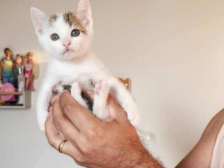 Adotta un gatto, taglia non valida, maschio, Avellino