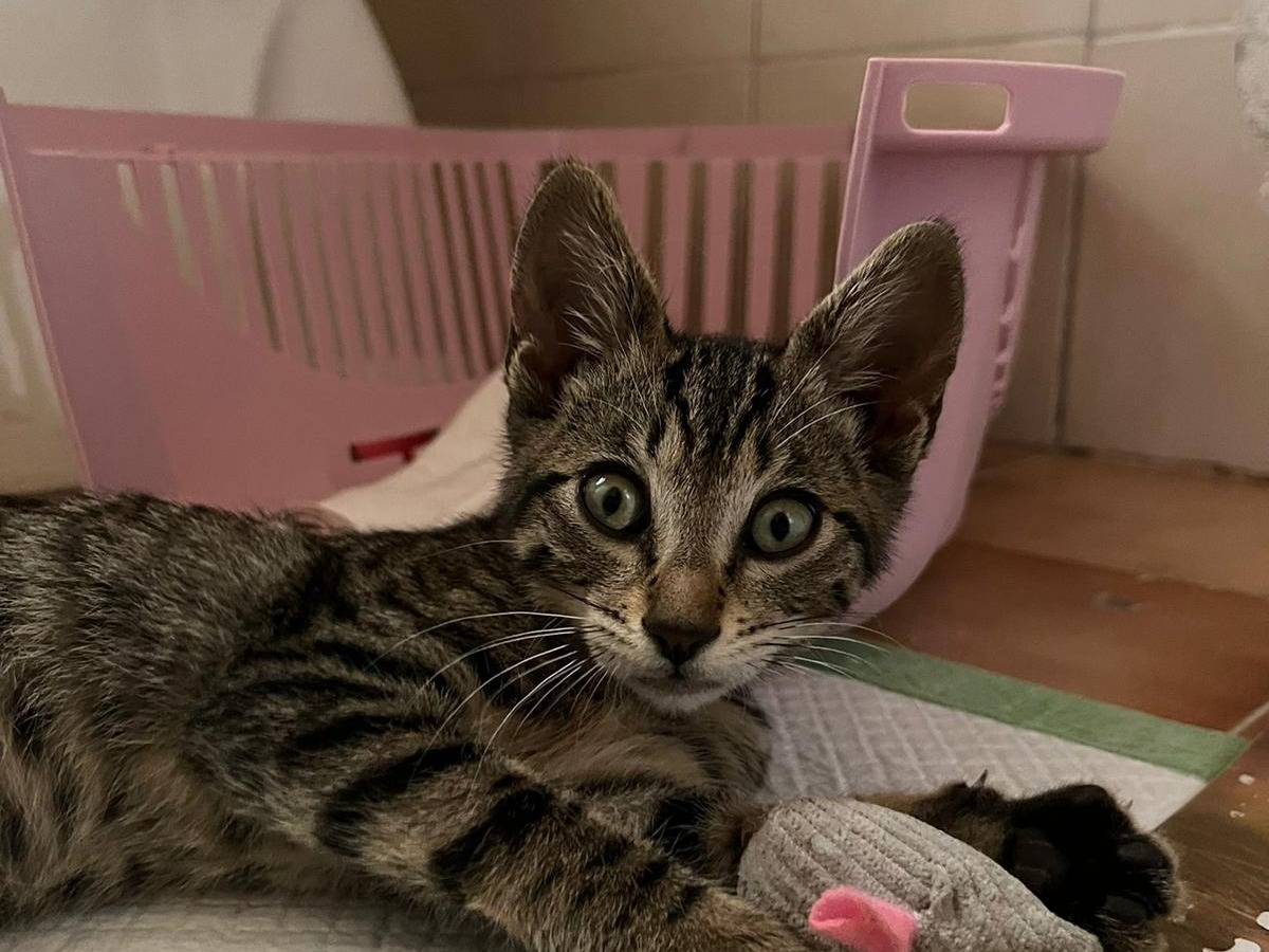 Adozione gatto, femmina, Razza sconosciuta Razza sconosciuta, 3 mesi, taglia non valida, Frosinone