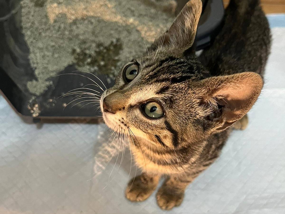 Adotta un gatto, femmina, 3 mesi, Frosinone