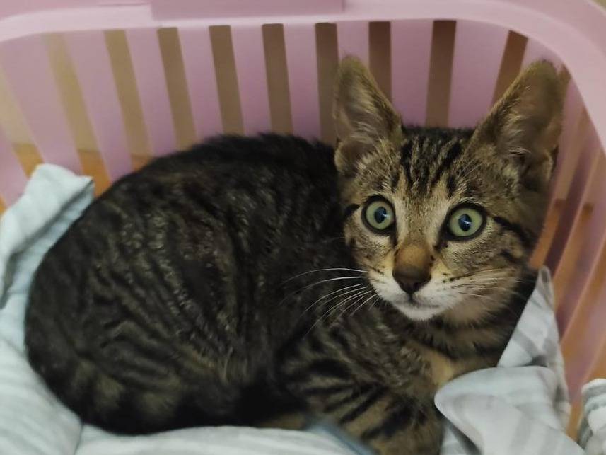Adotta un gatto, taglia non valida, femmina, Frosinone