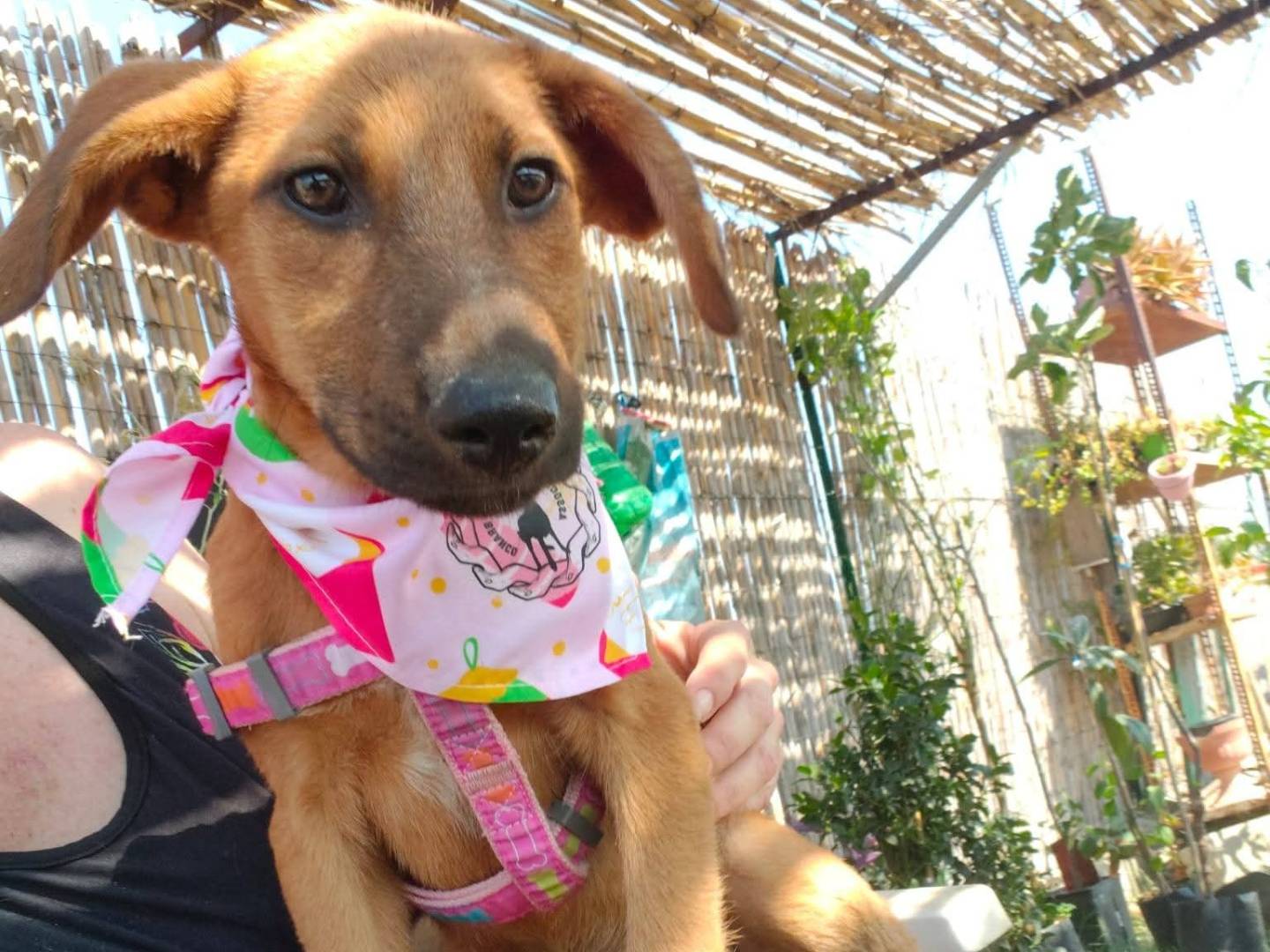 Adozione cane, femmina, Razza sconosciuta Razza sconosciuta, 3 mesi, taglia media, Cosenza