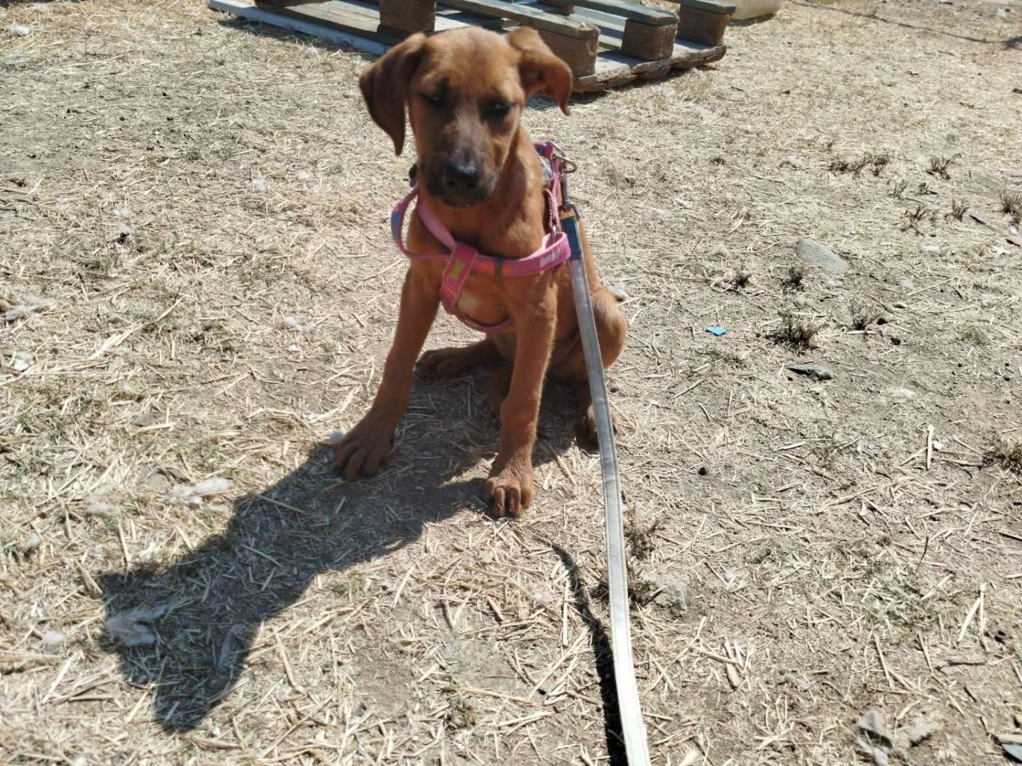 Adotta un cane, femmina, 3 mesi, Cosenza