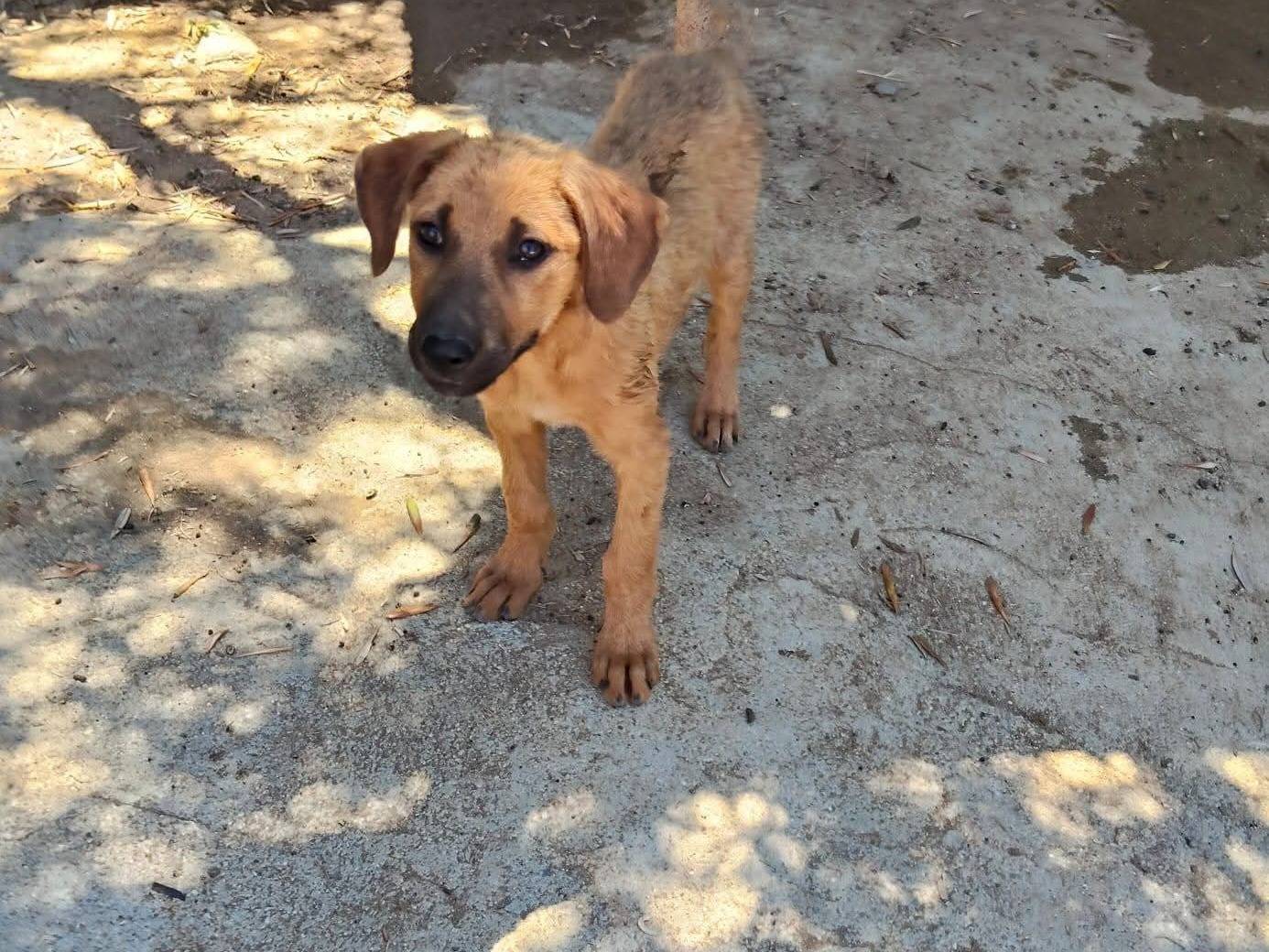 Adotta un cane, taglia media, femmina, Cosenza