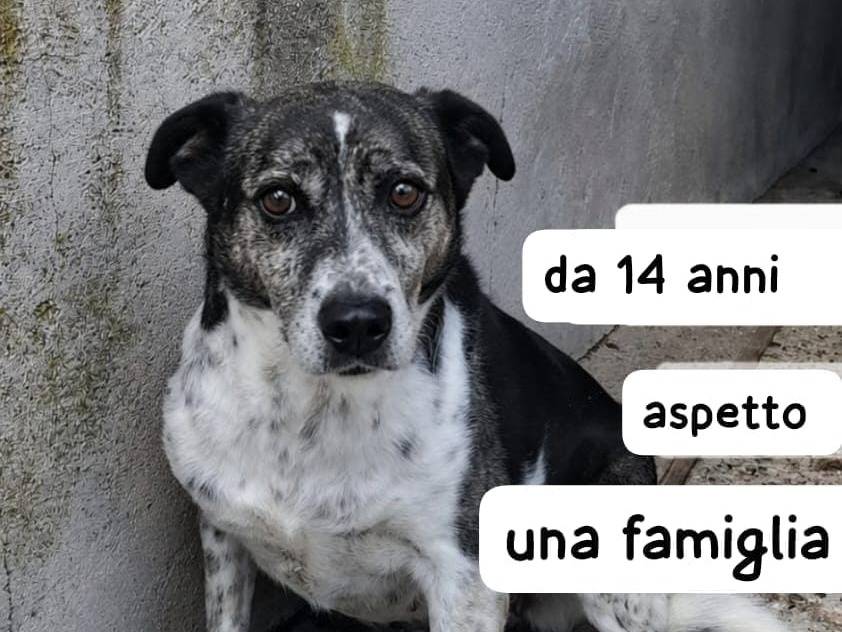Adozione cane, femmina, Razza sconosciuta Razza sconosciuta, 14 anni e 2 mesi, taglia media, Brescia