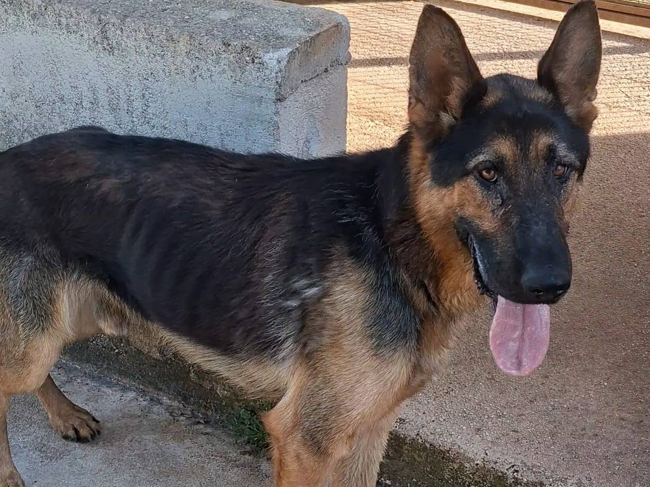 Adozione cane, maschio, Pastore tedesco Razza sconosciuta, 5 anni e 1 mese, taglia media, Bari