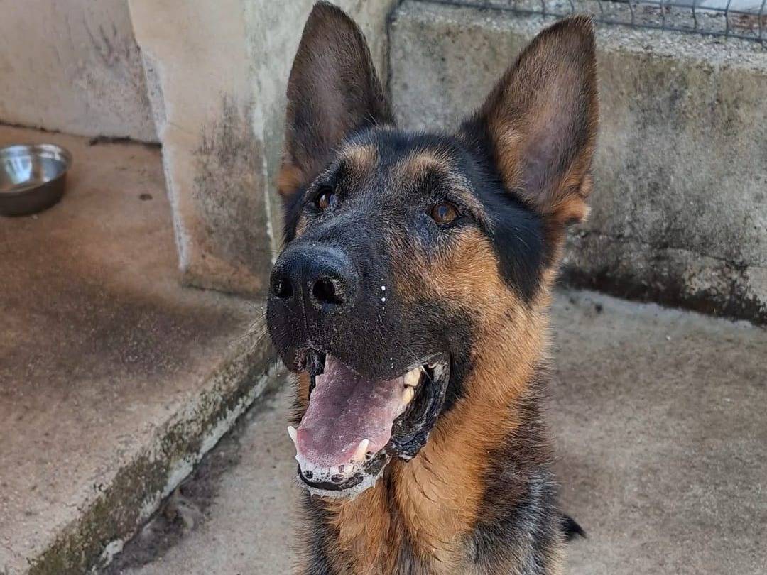 Adotta un cane, maschio, 5 anni e 1 mese, Bari