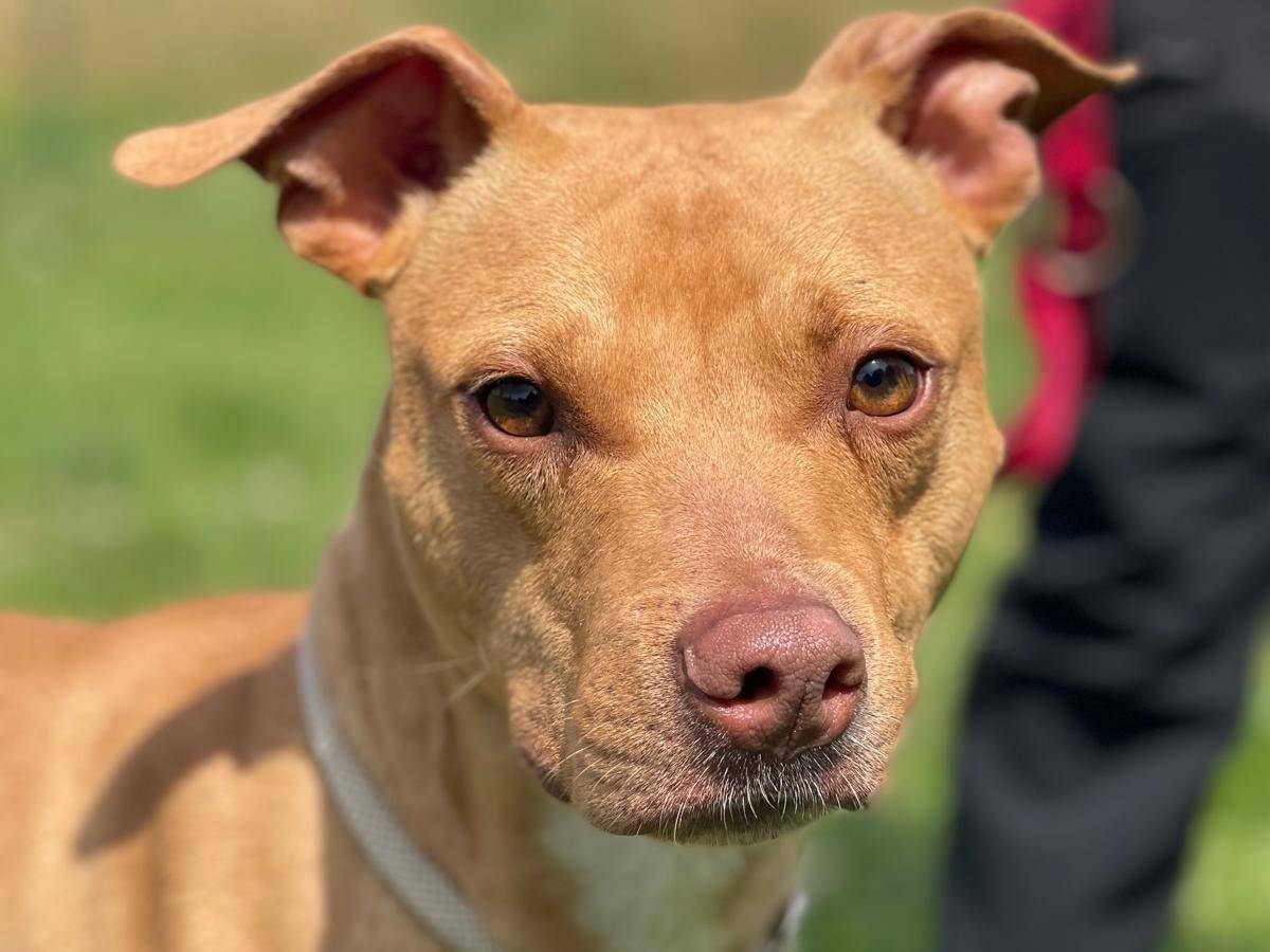 Adozione cane, maschio, Razza sconosciuta Razza sconosciuta, 1 anno e 10 mesi, taglia media, Milano