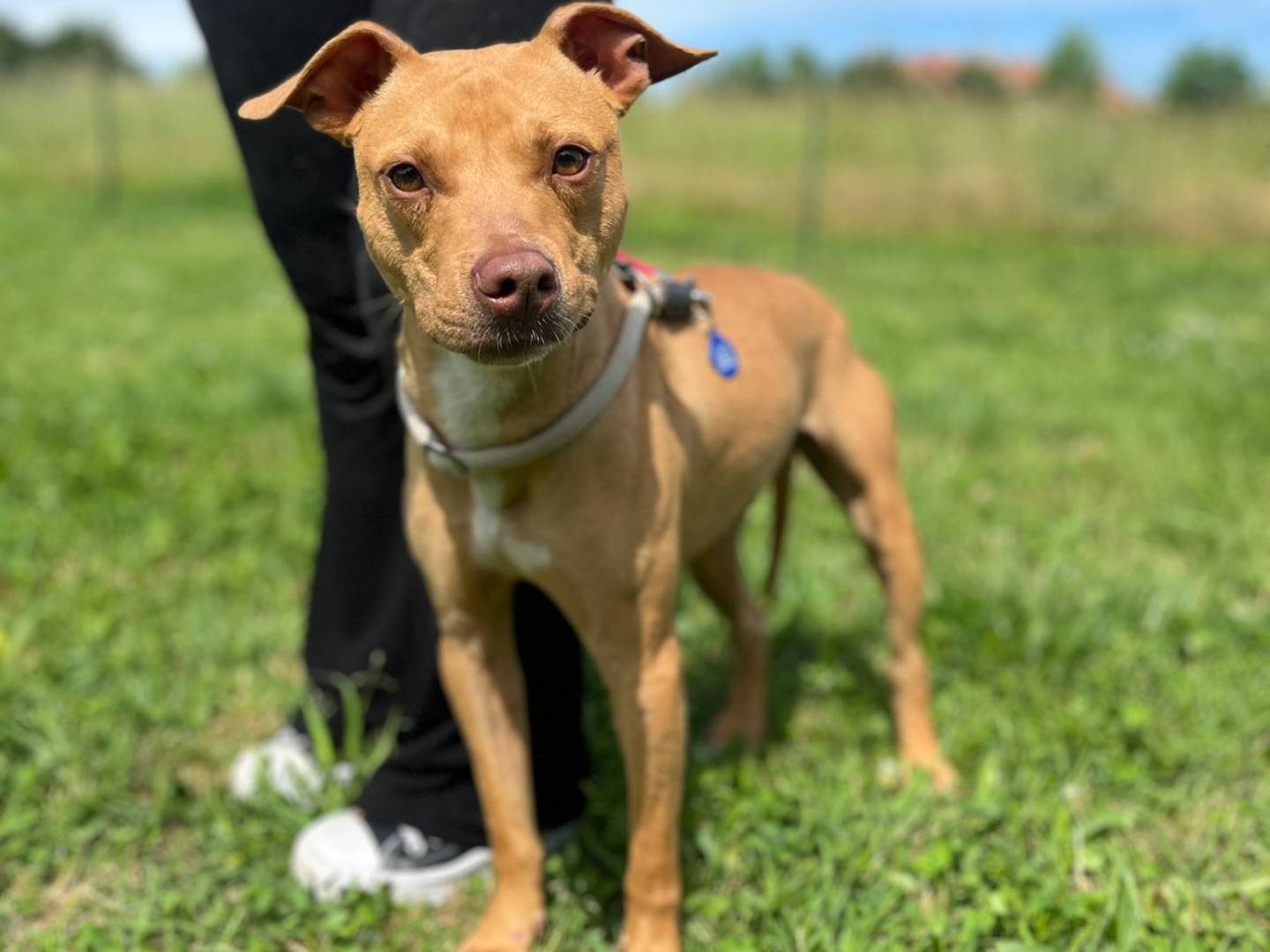 Adotta un cane, maschio, 1 anno e 10 mesi, Milano