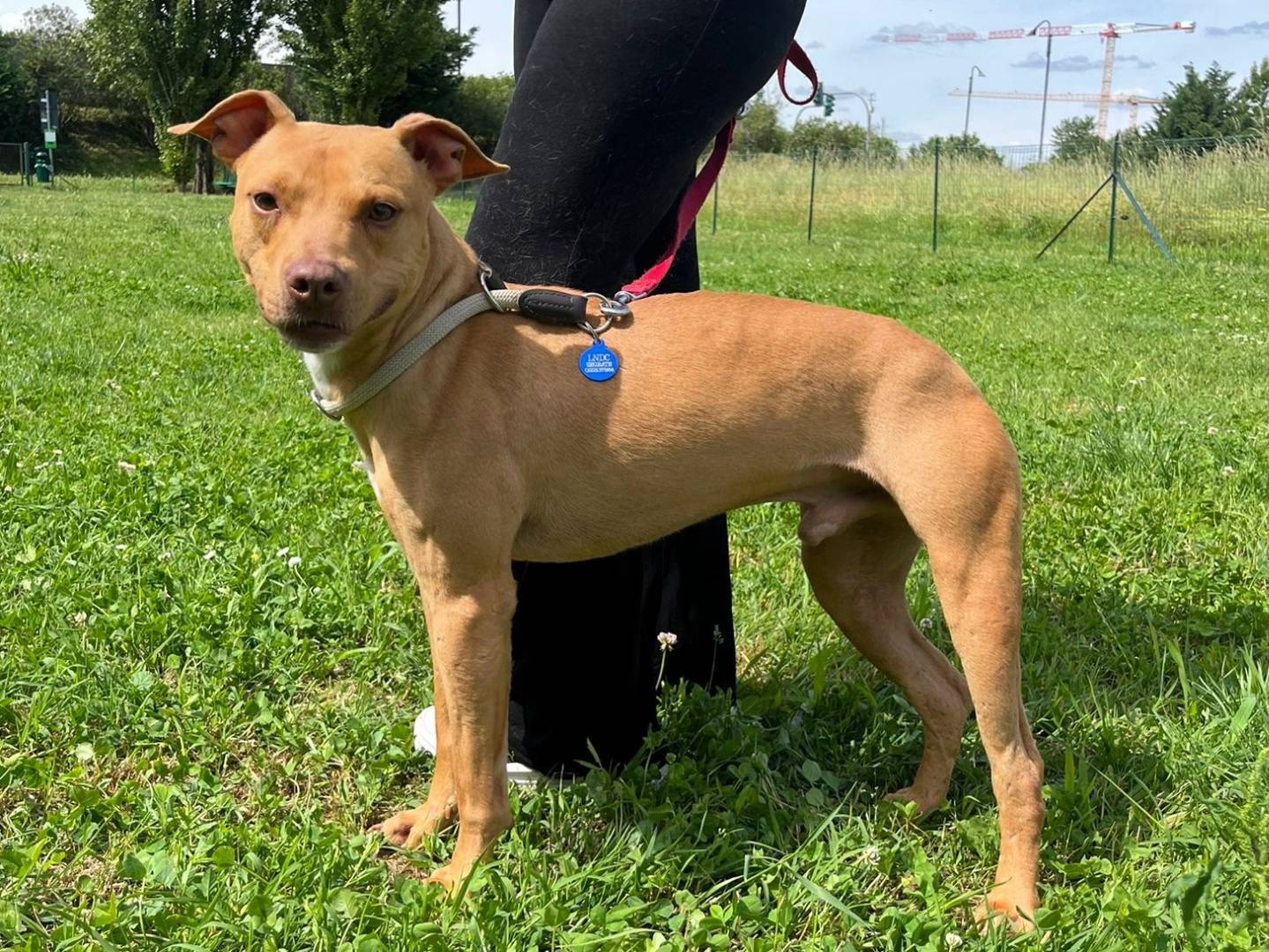 Adotta un cane, taglia media, maschio, Milano